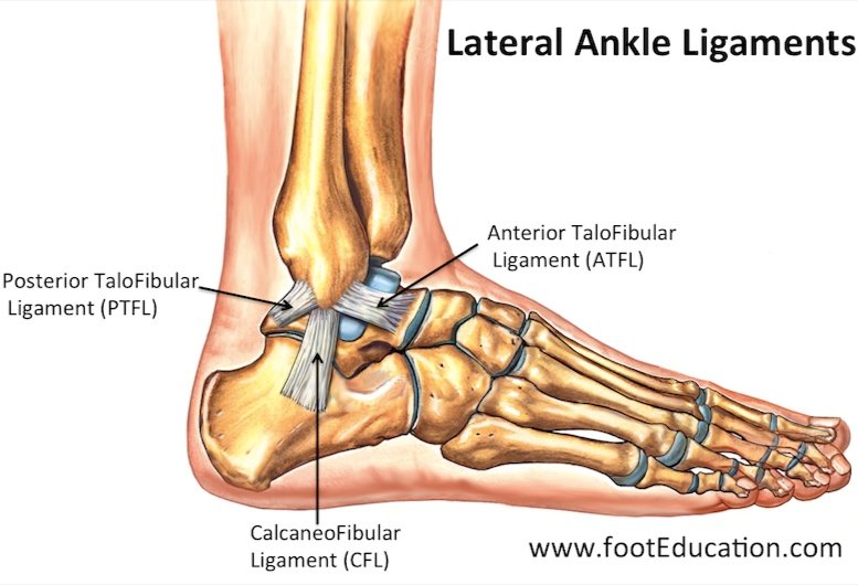 Ankle Ligmant Ankle Sprain