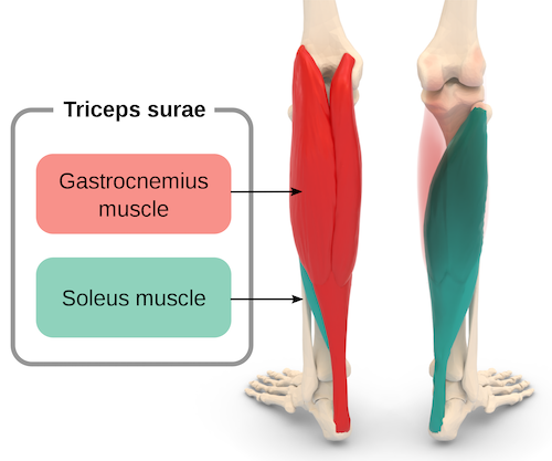 Triceps Surae Achilles Tendon